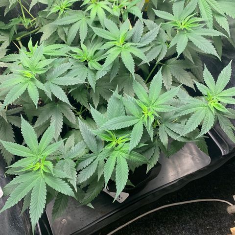 Wedding Cake #1 growlog timeline photo