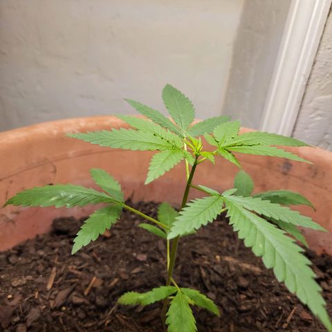 Mango Sherburt growlog photo: Added soil, blood meal, fish juice