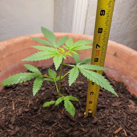 Mango Sherburt growlog photo: Added soil, blood meal, fish juice
