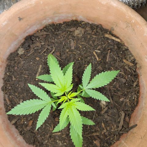 Mango Sherburt growlog photo: Added soil, blood meal, fish juice