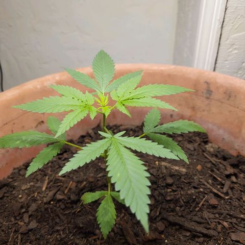 Mango Sherburt growlog photo: Added soil, blood meal, fish juice