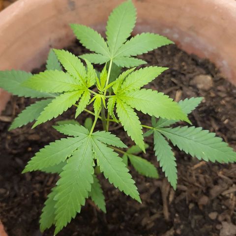 Mango Sherburt growlog photo: Growth 2 inches