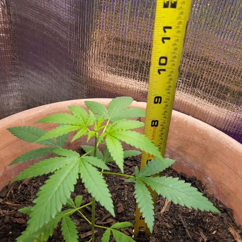Mango Sherburt growlog photo: Growth 2 inches