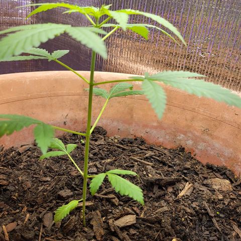 Mango Sherburt growlog photo: Growth 2 inches