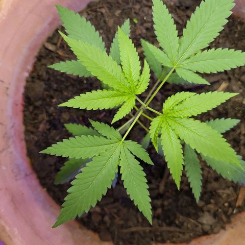 Mango Sherburt growlog photo: 1 1/2 growth
