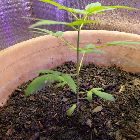 Mango Sherburt growlog photo: 1 1/2 growth