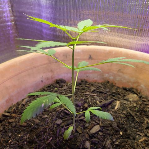 Mango Sherburt growlog photo: 1 1/2 growth