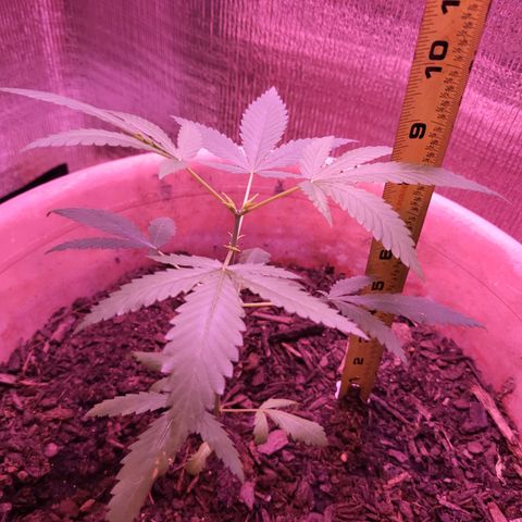 Mango Sherburt growlog timeline photo
