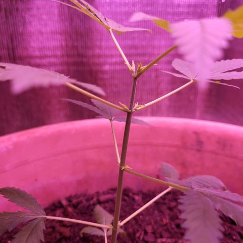 Mango Sherburt growlog timeline photo