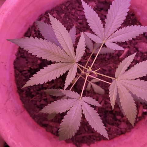 Mango Sherburt growlog timeline photo