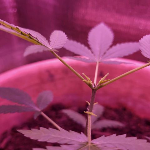Mango Sherburt growlog timeline photo