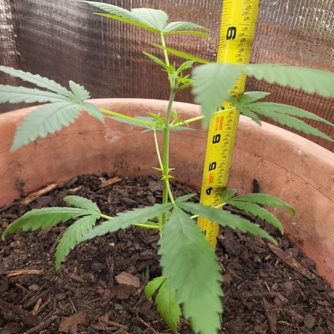 Mango Sherburt growlog photo: Added calcium and put back into veg state