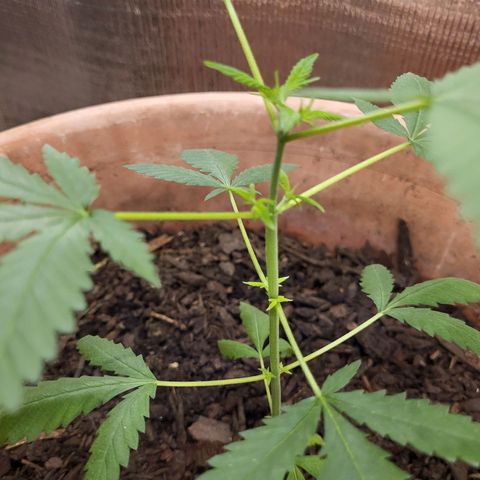 Mango Sherburt growlog photo: Added calcium and put back into veg state