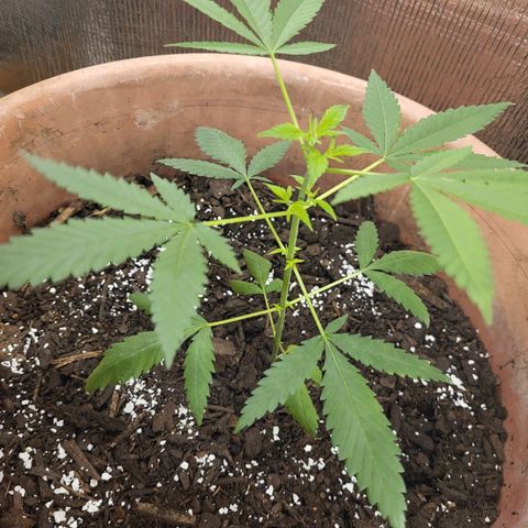 Mango Sherburt growlog photo: Back to veg 