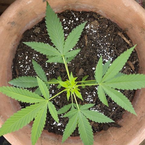 Mango Sherburt growlog photo: Back to veg 