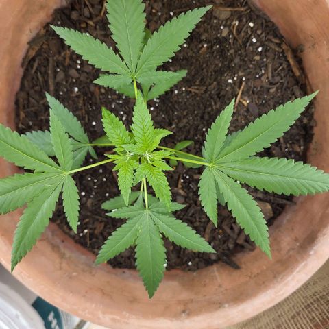 Mango Sherburt growlog timeline photo