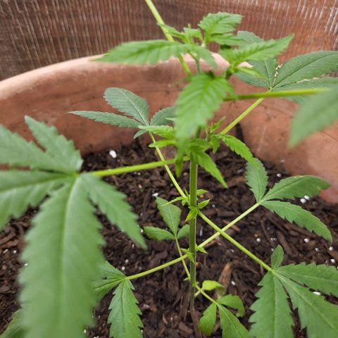 Mango Sherburt growlog photo: New growth