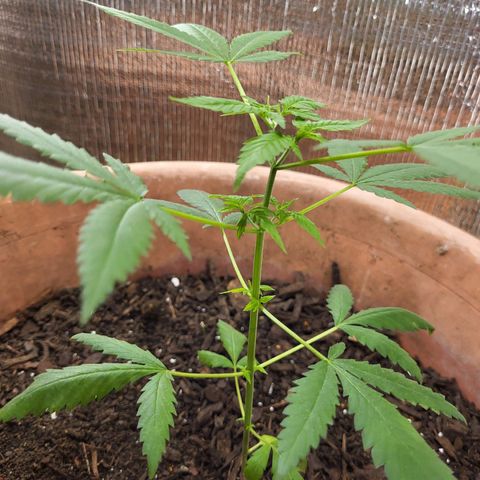 Mango Sherburt growlog photo: New growth