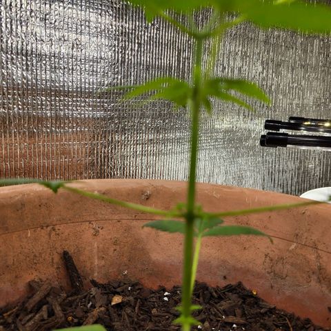 Mango Sherburt growlog photo: New growth