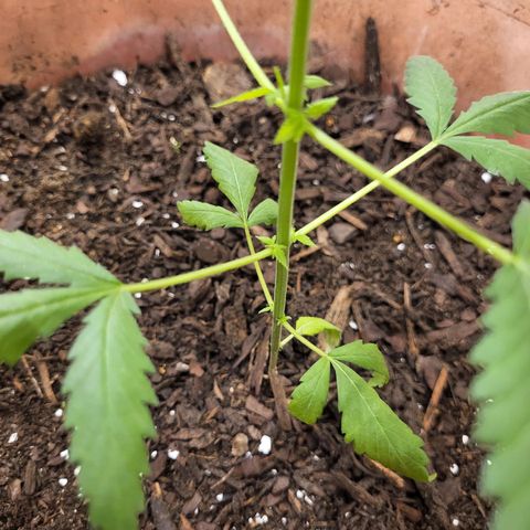 Mango Sherburt growlog photo: New growth