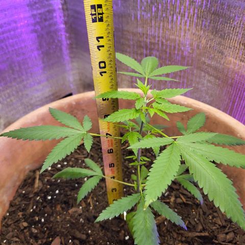 Mango Sherburt growlog timeline photo