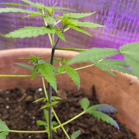 Mango Sherburt growlog photo: New growth
