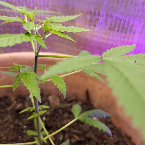 Mango Sherburt growlog photo: New growth