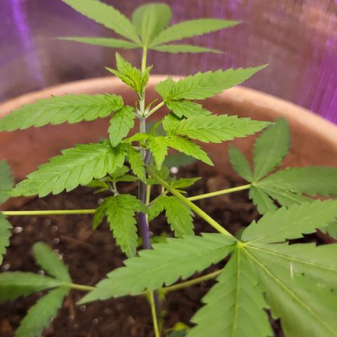 Mango Sherburt growlog photo: New growth