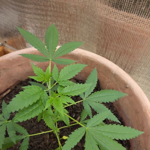 Mango Sherburt growlog photo: New growth
