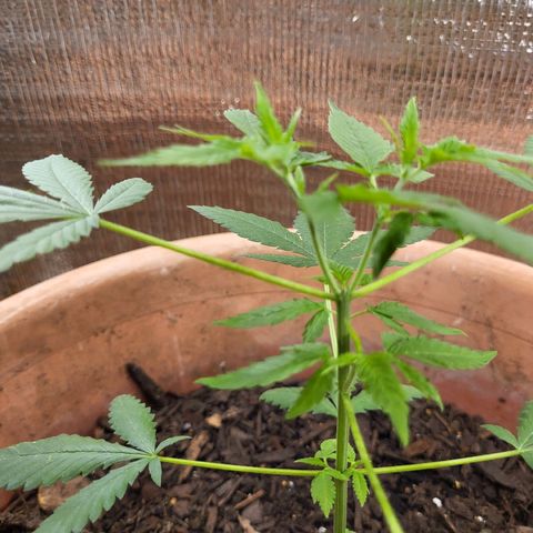 Mango Sherburt growlog photo: New growth