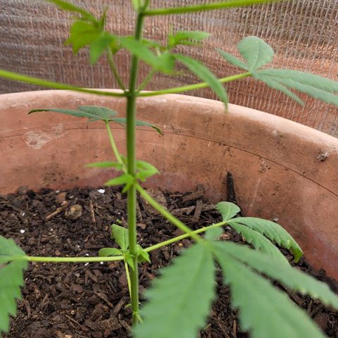 Mango Sherburt growlog photo: New growth