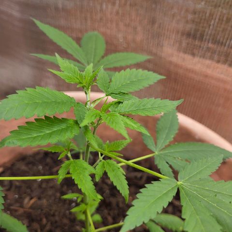 Mango Sherburt growlog photo: New growth