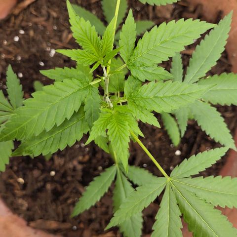 Mango Sherburt growlog timeline photo