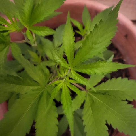 Mango Sherburt growlog photo: 13 1/2 inches