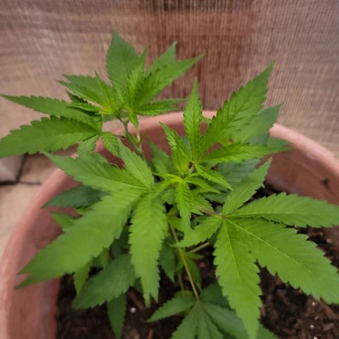 Mango Sherburt growlog photo: 13 1/2 inches