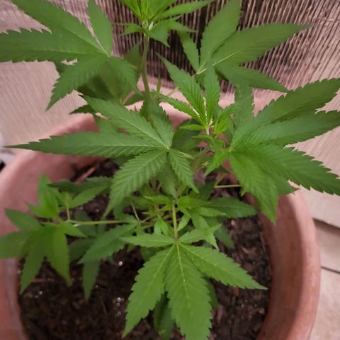 Mango Sherburt growlog timeline photo