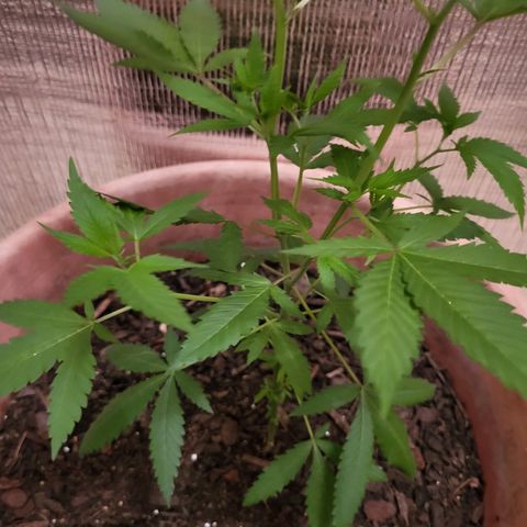 Mango Sherburt growlog photo: Adjust light higher 