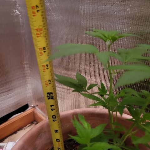 Mango Sherburt growlog photo: Light 2 ft. Above plant