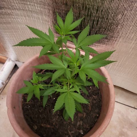 Mango Sherburt growlog photo: Adjust light higher 