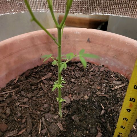 Mango Sherburt growlog photo: Grew 2inches