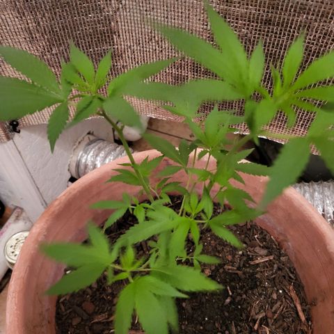 Mango Sherburt growlog photo: Grew 2inches