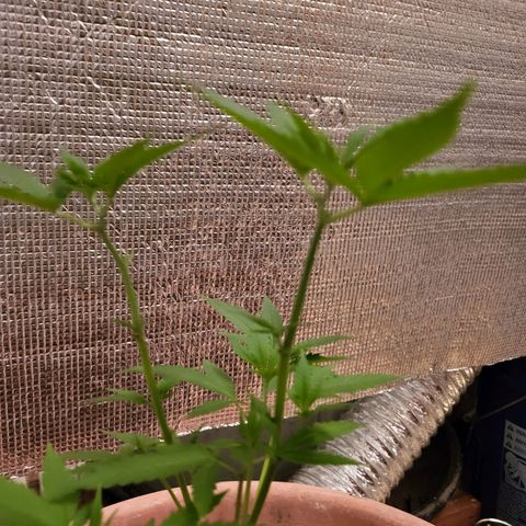 Mango Sherburt growlog photo: Grew 2inches