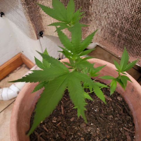 Mango Sherburt growlog photo: Grew 2inches