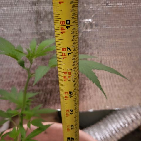Mango Sherburt growlog photo: Grew 2inches