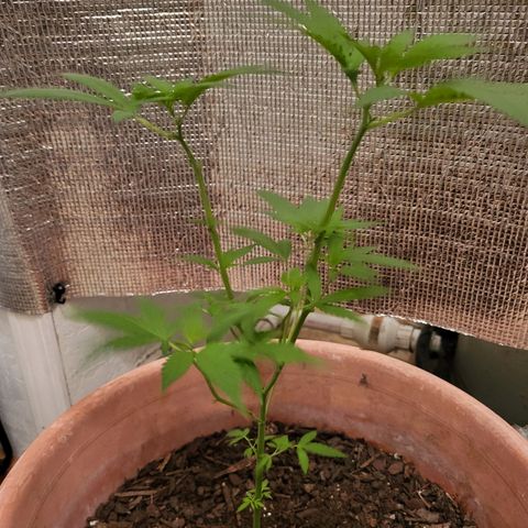 Mango Sherburt growlog photo: Grew 2inches