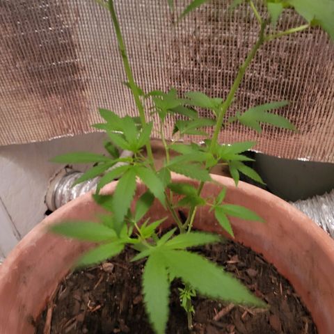 Mango Sherburt growlog photo: 18 inch growth 2 1/2 inch since trim