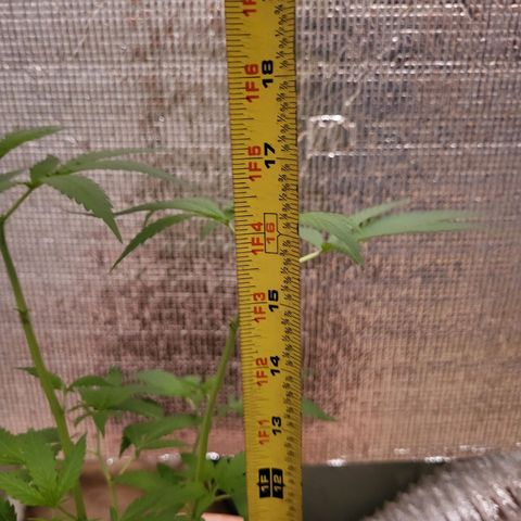 Mango Sherburt growlog photo: 18 inch growth 2 1/2 inch since trim