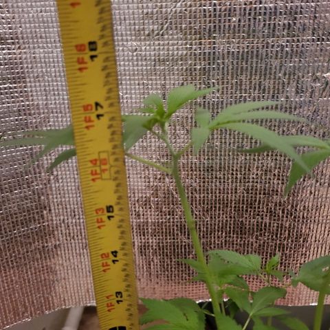 Mango Sherburt growlog photo: 18 inch growth 2 1/2 inch since trim
