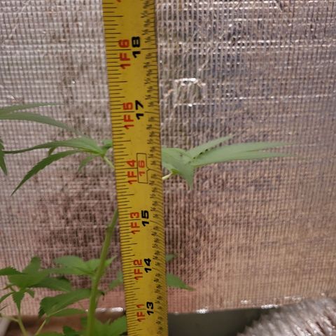 Mango Sherburt growlog photo: 18 inch growth 2 1/2 inch since trim