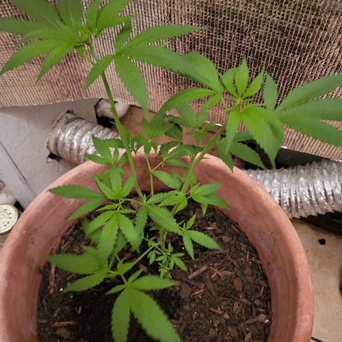 Mango Sherburt growlog photo: 18 inch growth 2 1/2 inch since trim